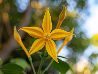 Close-Up Yellow Star Flower Blooming in Garden