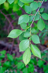 green leaves in the forest