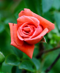 red rose in garden