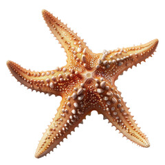 Close-up image of a sea star with textured surface and five arms. Ideal for marine and nature themes.