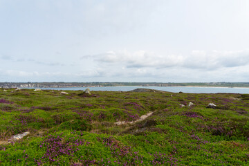 En été, la presqu'île de Crozon en Bretagne se pare d'un parterre de bruyères en fleurs, contrastant avec les rochers et les falaises bordant la mer d'Iroise aux eaux turquoises.