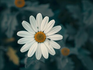 Close-up White Daisy with Bug and Green Background