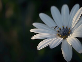 Obraz premium White Daisy Flower with Flying Insect Closeup