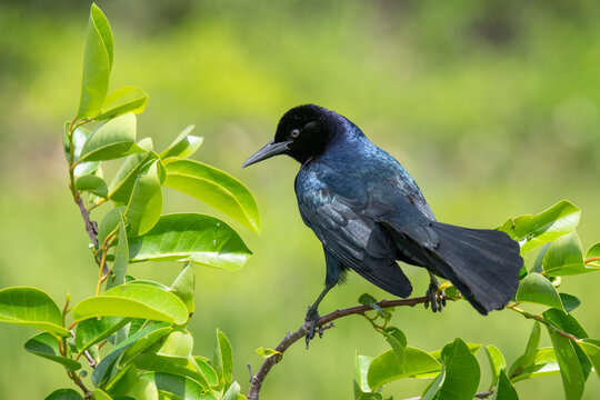Boat-tailed Grackle male perched on a Pond Apple tree branch