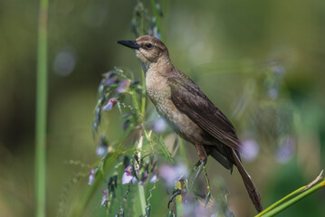 Obraz premium Boat-tailed Grackle female perched on a flowering plant