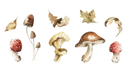Watercolor floral set. Hand painted autumn mushrooms, forest oak leaves, acorns, fall dried leaf, isolated on white background. illustration for card design, baby print, poster