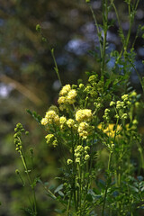 Gelbblühende Wiesenraute