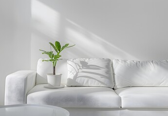 Minimalist White Sofa with Plant and Sunlight