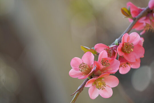Pink blossom flowers background with space for text. Beautiful floral bloom closeup for nature concept.