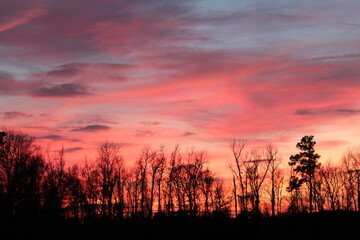 Obraz premium plants and flowers 