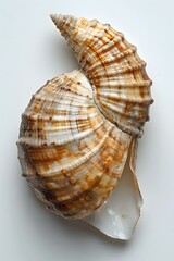 Obraz premium Seashell on White Background