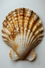 Obraz premium Scallop Seashell Isolated On White Background