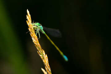 Dragonfly. Macro nature. Nature background. 