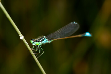 Dragonfly. Macro nature. Nature background. 