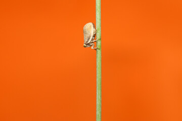 Citrus flatid planthopper. Agalmatium bilobum. Macro nature. Nature background. 