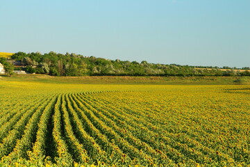 A field of flowers