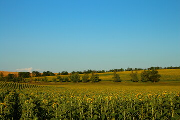Fototapeta premium A field with trees and a rainbow