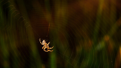 Spider. Close up nature. Nature background.