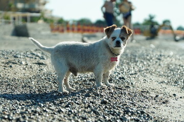 Fototapeta premium The dog is waiting for his owner by the sea