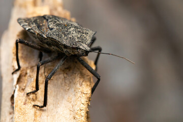 Brown marmorated stink bug. Halyomorpha Halys. Macro nature. Nature background. 