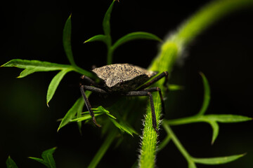 Brown marmorated stink bug. Halyomorpha Halys. Macro nature. Nature background. 