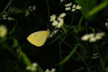 Butterfly. Large White. Large Cabbage White.  Pieris brassicae. Macro nature. Nature background. 