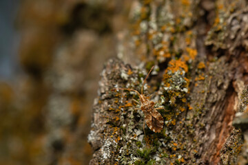 A well camouflaged insect on a tree. Coreidae. Centrocoris variegatus. Brown background. 