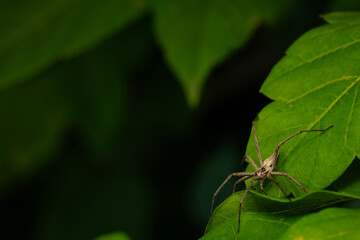The nursery web spider. Pisaura mirabilis. Close up nature. Nature background.