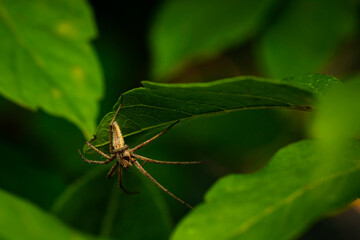 The nursery web spider. Pisaura mirabilis. Close up nature. Nature background.