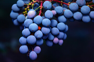 Mahonia aquifolium. Dark nature background. 