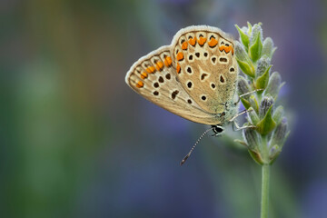 Butterfly. Common Blue. Close up nature. Nature background. Polyommatus icarus. 
