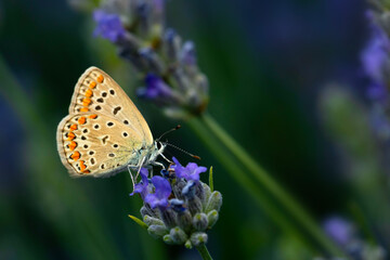 Butterfly. Common Blue. Close up nature. Nature background. Polyommatus icarus. 