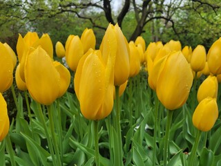 yellow tulips in spring