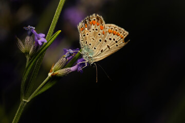 Butterfly. Common Blue. Close up nature. Nature background. Polyommatus icarus. 