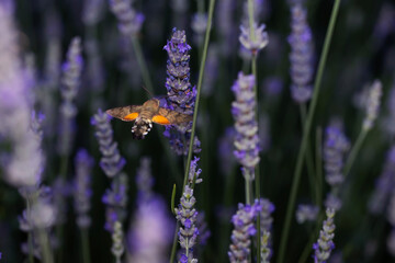 Lavender flowers and Hawk moth. Macroglossum stellatarum. Close up nature. Nature background.