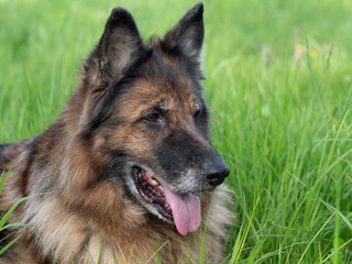 Portrait eines alten deutschen Langstockhaar Schäferhundes