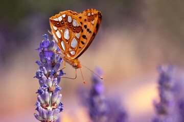 Queen of Spain fritillary. Issoria lathonia. Butterfly. Close up nature. Nature background. 