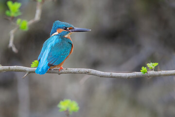 Male Common Kingfisher (Alcedo atthis) on branch, the Netherlands