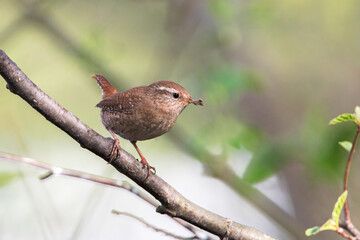 Eurasian Wren (Troglodytes troglodytes) perched, the Netherlands