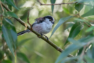 Obraz premium Long-tailed Tit (Aegithalos caudatus) perched in tree, the Netherlands