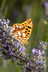 Queen of Spain fritillary. Issoria lathonia. Butterfly. Close up nature. Nature background. 