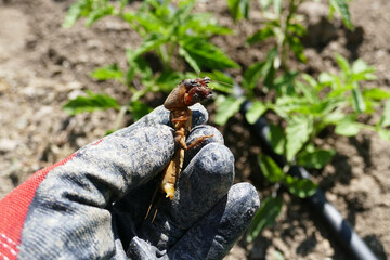 Gryllotalpa beetle, Gryllotalpa beetle, which damages and breaks off vegetable seedlings,