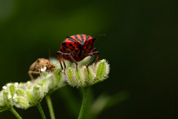 Graphosoma lineatum. Macro nature. Nature background. 
