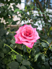 Pink rose in garden