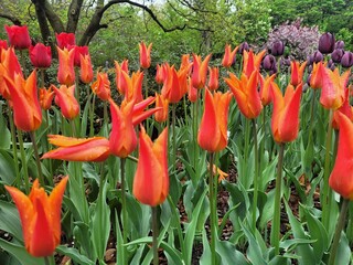red tulips in the garden