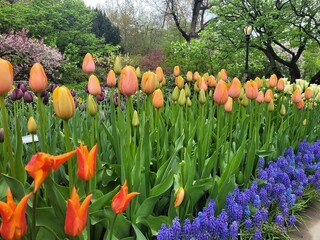 tulips in the garden