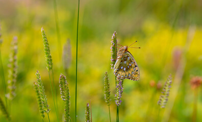 big red butterfly clinging to grass, Dark Green Fritillary, Argynnis aglaja