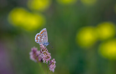 tiny butterfly with open wings blue, Blue Argus, Polyommatus anteros