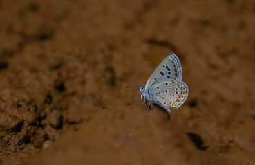 little butterfly picking up minerals from the ground, Alcedo Blue, Polyommatus alcedo