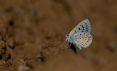 little butterfly picking up minerals from the ground, Alcedo Blue, Polyommatus alcedo